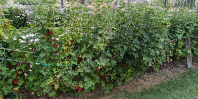 Sprzedaję świeżo zerwane porzeczki czerwone. Rośliny są wolne od
