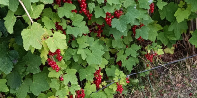 Sprzedaję świeżo zerwane porzeczki czerwone. Rośliny są wolne od