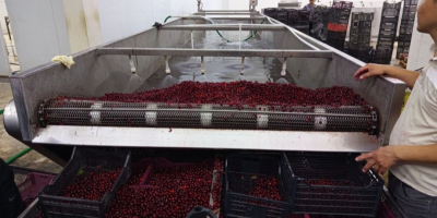 Oferujemy wysokiej jakości mrożone wiśnie z pestkami, produkowane w
