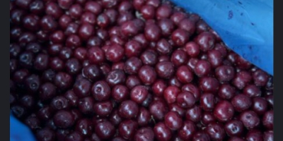 Oferujemy wysokiej jakości mrożone wiśnie z pestkami, produkowane w