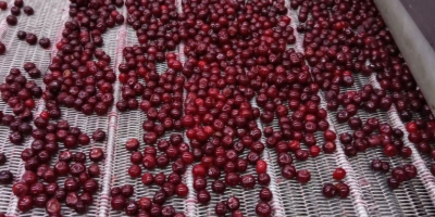 Oferujemy wysokiej jakości mrożone wiśnie z pestkami, produkowane w