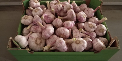Sprzedam tegoroczny czosnek Polski Wysuszony oraz wyczyszczony bardzo aromatyczny