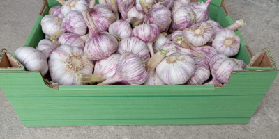 Sprzedam tegoroczny czosnek Polski Wysuszony oraz wyczyszczony bardzo aromatyczny