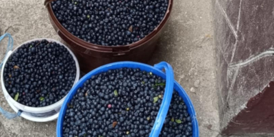 Sprzedam jagody zbierane na zamówienie. Każdego dnia na świeżo.
