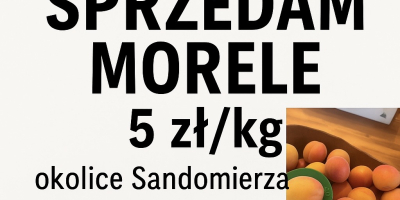 Morela 400mm+, duże ilości, okolicę Sandomierza, rwane pod zamówienie.