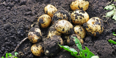 Oberon 15kg -15 Monte Carlo 15kg -20 Irga 15kg-