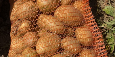 Producent oferuje do sprzedaży białe ZIEMNIAKI w dużych ilościach.