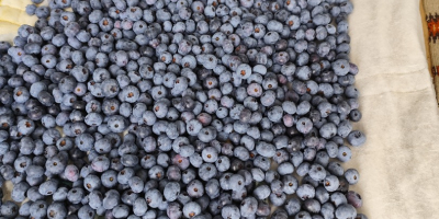 witam mam do sprzedania borówkę amerykańską z własnej plantacji