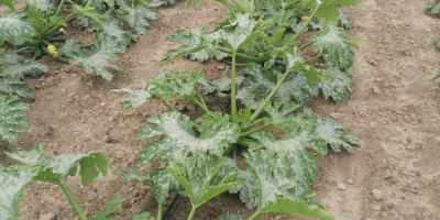 Witam sprzedam cukinie zieloną. Cena 2 zł za kg