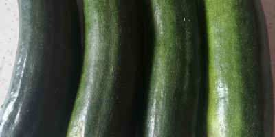 Witam sprzedam cukinie zieloną. Cena 2 zł za kg