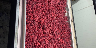Mrożone maliny na sprzedaż – jakość premium (IQF) Oferujemy