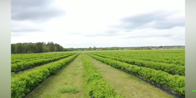 We are an experienced grower and processor of organic