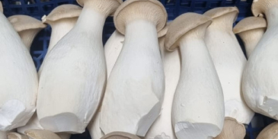 We offer King Oyster mushrooms, different sizes. Please contact