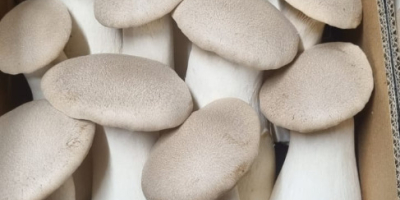 We offer King Oyster mushrooms, different sizes. Please contact