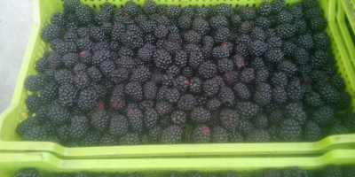 Sprzedam jeżyny słodkie odmiany Tri Krone i Loh Nes,