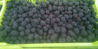 Sprzedam jeżyny słodkie odmiany Tri Krone i Loh Nes,