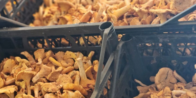 Świeże kurki dostępne 500kg