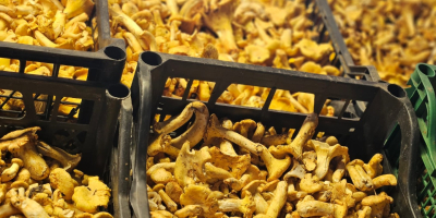 Świeże kurki dostępne 500kg