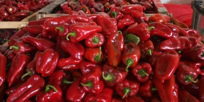 W ofercie od sierpnia do października: czerwona papryka kapia