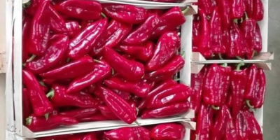 W ofercie od sierpnia do października: czerwona papryka kapia