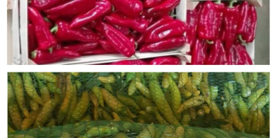 W ofercie od sierpnia do października: czerwona papryka kapia