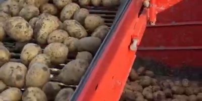 Sprzedaję ziemniaki konsumpcyjne w dużych ilościach, ponad 100 ton