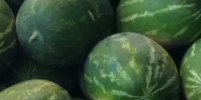 Wysokiej jakości melony węgierskie o wadze 5-10 kg. Pakowane