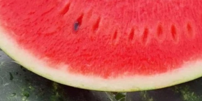 Wysokiej jakości melony węgierskie o wadze 5-10 kg. Pakowane