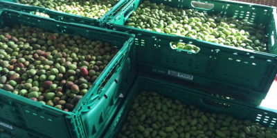 Kategoria: Owoce → Kiwi → Świeże owoce Kiwi Kalibracja: