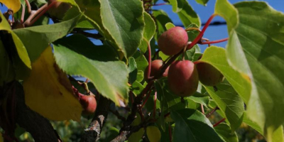 Kategoria: Owoce → Kiwi → Świeże owoce Kiwi Kalibracja: