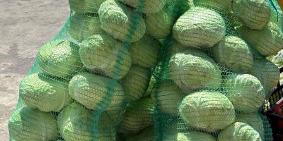Sprzedam kapustę Crusoe F1 1000kg