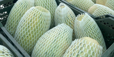 Eksport świeżego melona z Uzbekistanu 1 kg - 3,4