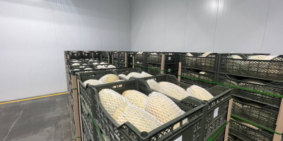 Eksport świeżego melona z Uzbekistanu 1 kg - 3,4