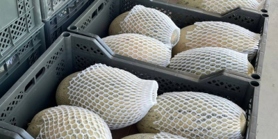 Eksport świeżego melona z Uzbekistanu 1 kg - 3,4