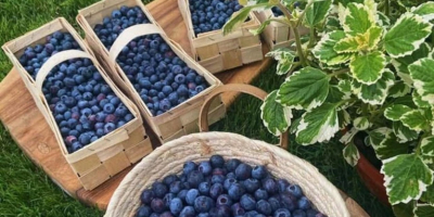 Borówka amerykańska prosto z lokalnej plantacji, ekologiczna, niepryskana