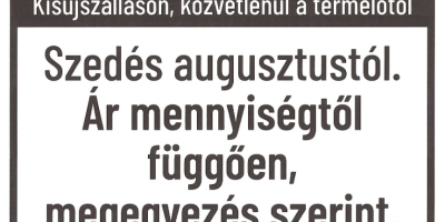 H: Sezonowa, świeżo zbierana czerwona cebula na sprzedaż bezpośrednio