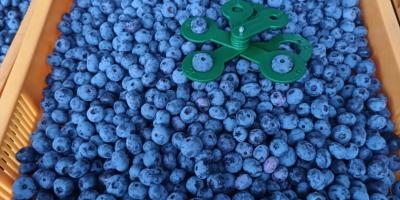 Fresh 100% organic blueberies with GG, GRASP, eco certificates.