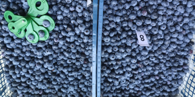 Fresh 100% organic blueberies with GG, GRASP, eco certificates.