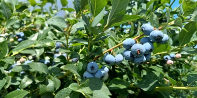 Fresh 100% organic blueberies with GG, GRASP, eco certificates.
