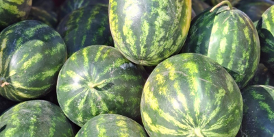 Sprzedam arbuza (lubenite) Mirsini F1 Czarna plama Luisitana Bryxberry