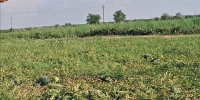 Sprzedam arbuza (lubenite) Mirsini F1 Czarna plama Luisitana Bryxberry