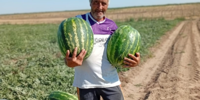 Sprzedam arbuzy odmiany Lusitana Arashan i Morgan, słodkie i