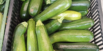 Sprzedam cukinię Różne odmiany Landa świeża Jeśli chodzi o
