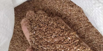 Sprzedajemy len brązowy. 1000 ton. Pakowane w big-bagi. Miejsce: