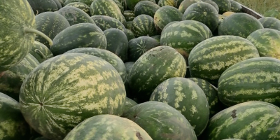 Sprzedawca: Lukijan Lazarov Pivnice, gmina Bačka Palanka, Serbia –