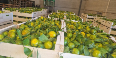 Mamy mandarynki satsuma (Iwasaki, okitsu, satsuma). Zbierane są jako