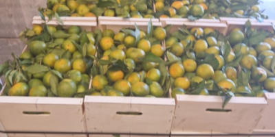 Mamy mandarynki satsuma (Iwasaki, okitsu, satsuma). Zbierane są jako