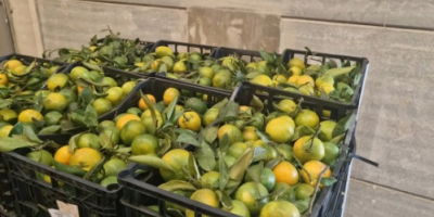 Mamy mandarynki satsuma (Iwasaki, okitsu, satsuma). Zbierane są jako