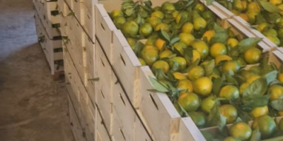 Mamy mandarynki satsuma (Iwasaki, okitsu, satsuma). Zbierane są jako