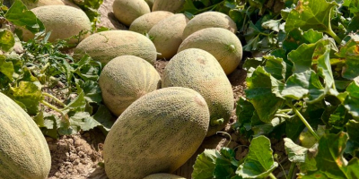 Oferujemy szeroki asortyment produktów spożywczych: świeże arbuzy, słodkie melony,